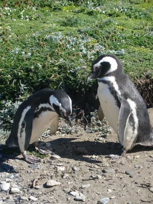Pappa und Mamma Pinguin
