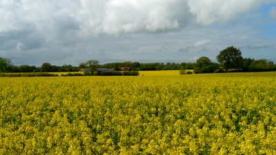 Rapsfeld in Ostholstein