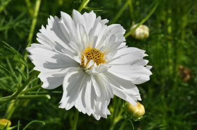 Cosmea double Click