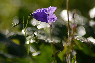 Waldblumenwiese