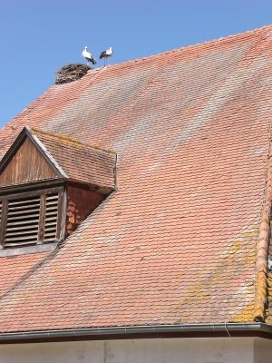 2 junge Störche auf dem Dach