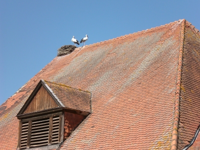 Junge Störche auf dem Dach
