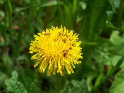 Blume Löwenzahnblüte