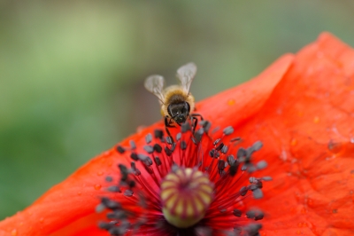 Biene besucht Mohn