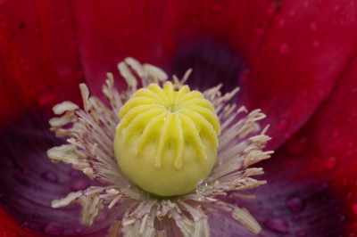 Blick in den Mohn 2