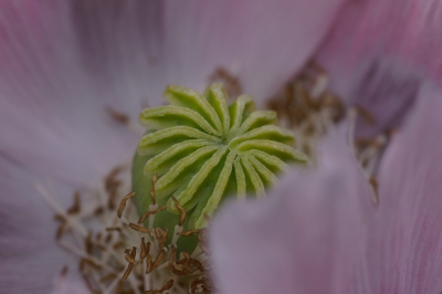 Blick in den Mohn 3