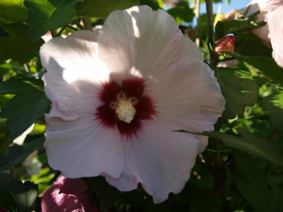 Hibiskusblüte