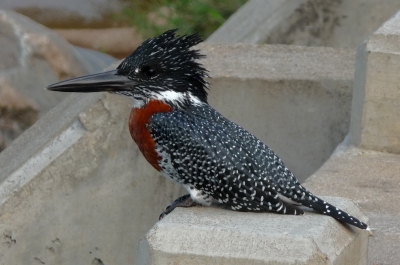 Giant kingfisher