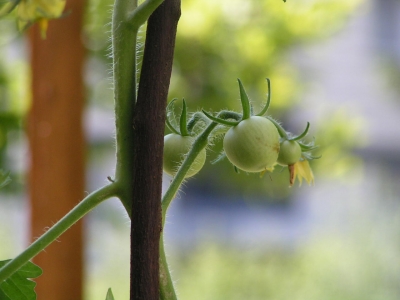 junge tomaten