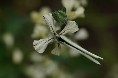 Schmetterling auf blüte