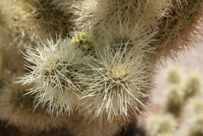 cholla kaktus