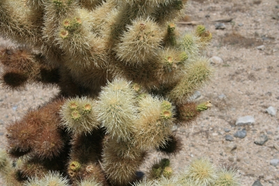 cholla kaktus II