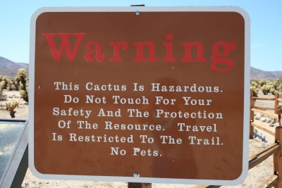 cholla kaktus warnung!