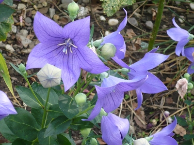 Blätter  u. Blumen