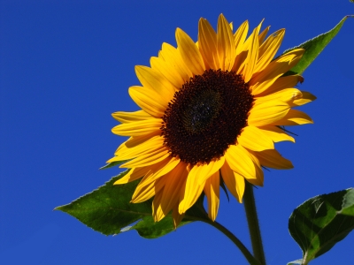 Sonnenblume als Solo-Schönheit