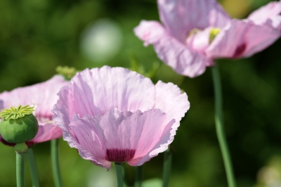 Mohn