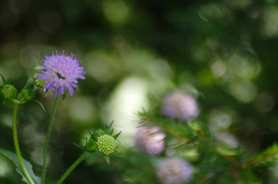 Wiesenknopf