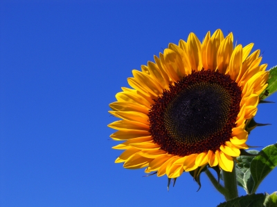 Sonnenblume vor blauem Himmel