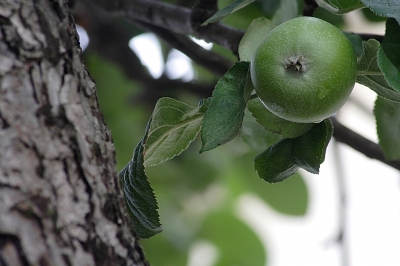 Die Frucht