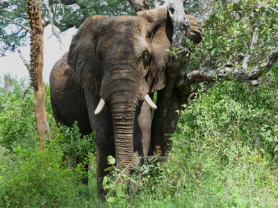 Elefant kratzt sich am Baum