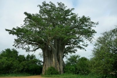 Typisch afrikanischer Baum