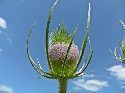 Distel 1