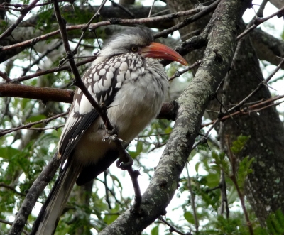 Hornbill red-billed