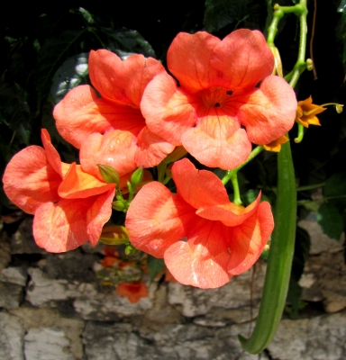 Rote Blüten mit Bohnen