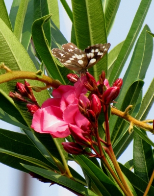 Schmetterling auf Blüte