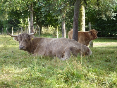 Hochlandrinder im Sauerland