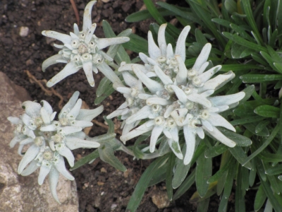 Edelweiss