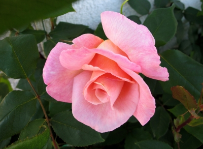Sommer-Rose