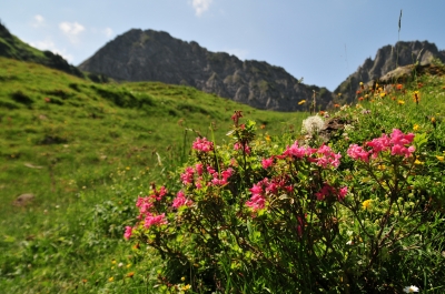 Alpenrose