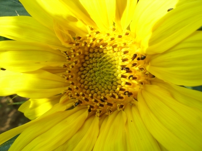 das Innere der Sonnenblume