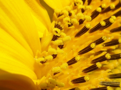 das Innere der Sonnenblume - Makro