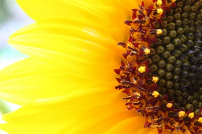 Sonnenblume im Detail