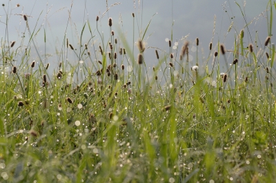 Wiesentau