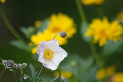 Gartenblumen