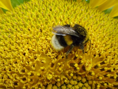 Sonnenblume mit Hummel - Makro