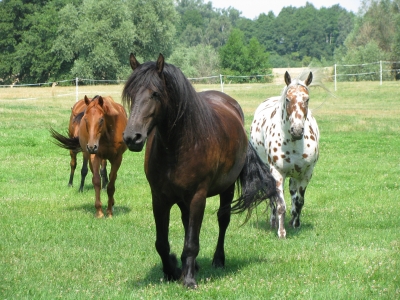 Pferde auf der Sommerkoppel