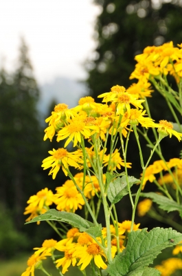 alpenblumen