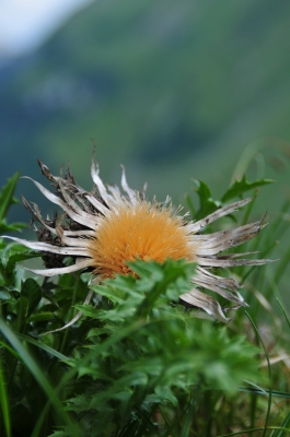 Silberdistel