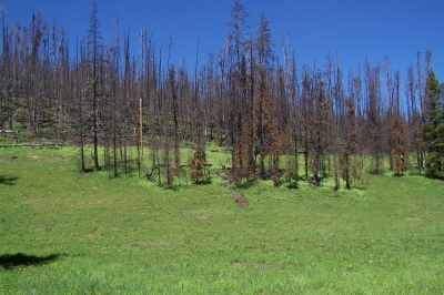 Verbrannte Bäume und grüne Wiesen -  Yellowstone National Park (WY)