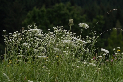 Auf der grünen Wiese