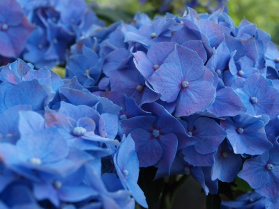Eine blaue Hortensie