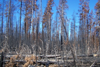 Nach dem Feuer -  Yellowstone National Park (WY)