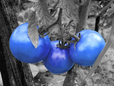 Blaue Tomaten