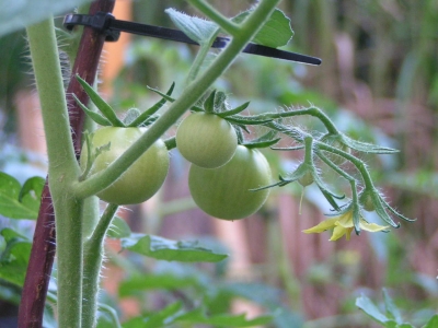 junge tomaten