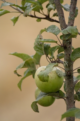 Der Apfelbaum