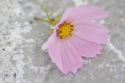 Blume auf Stein